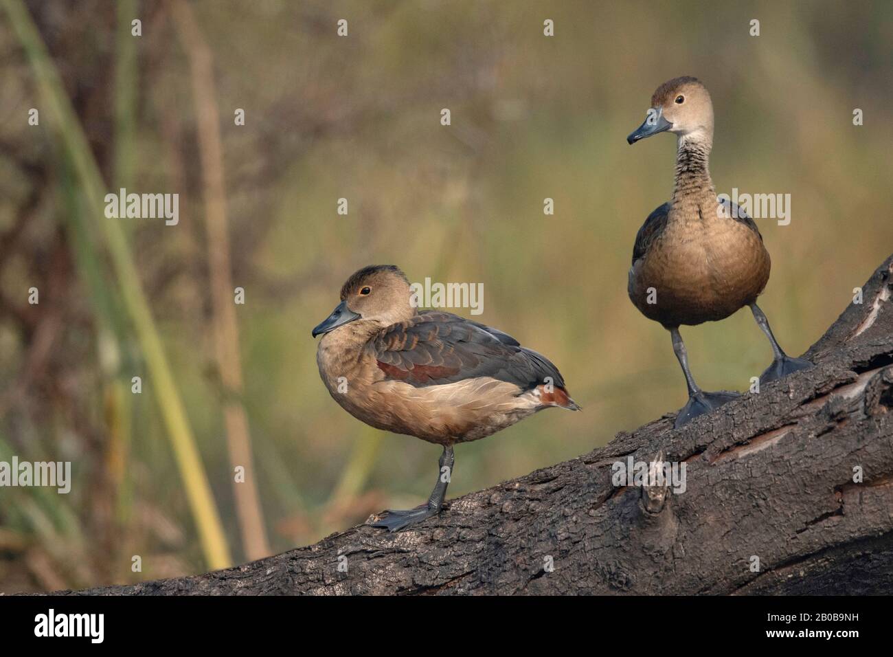 Parc National Keoladeo, Bharatpur, Rajasthan, Inde. Canard Siffling Moindre, Dendrocygna Javanica Banque D'Images