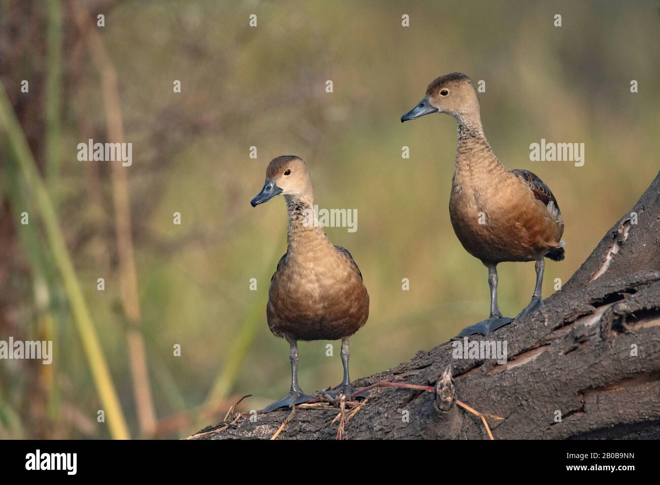 Parc National Keoladeo, Bharatpur, Rajasthan, Inde. Canard Siffling Moindre, Dendrocygna Javanica Banque D'Images