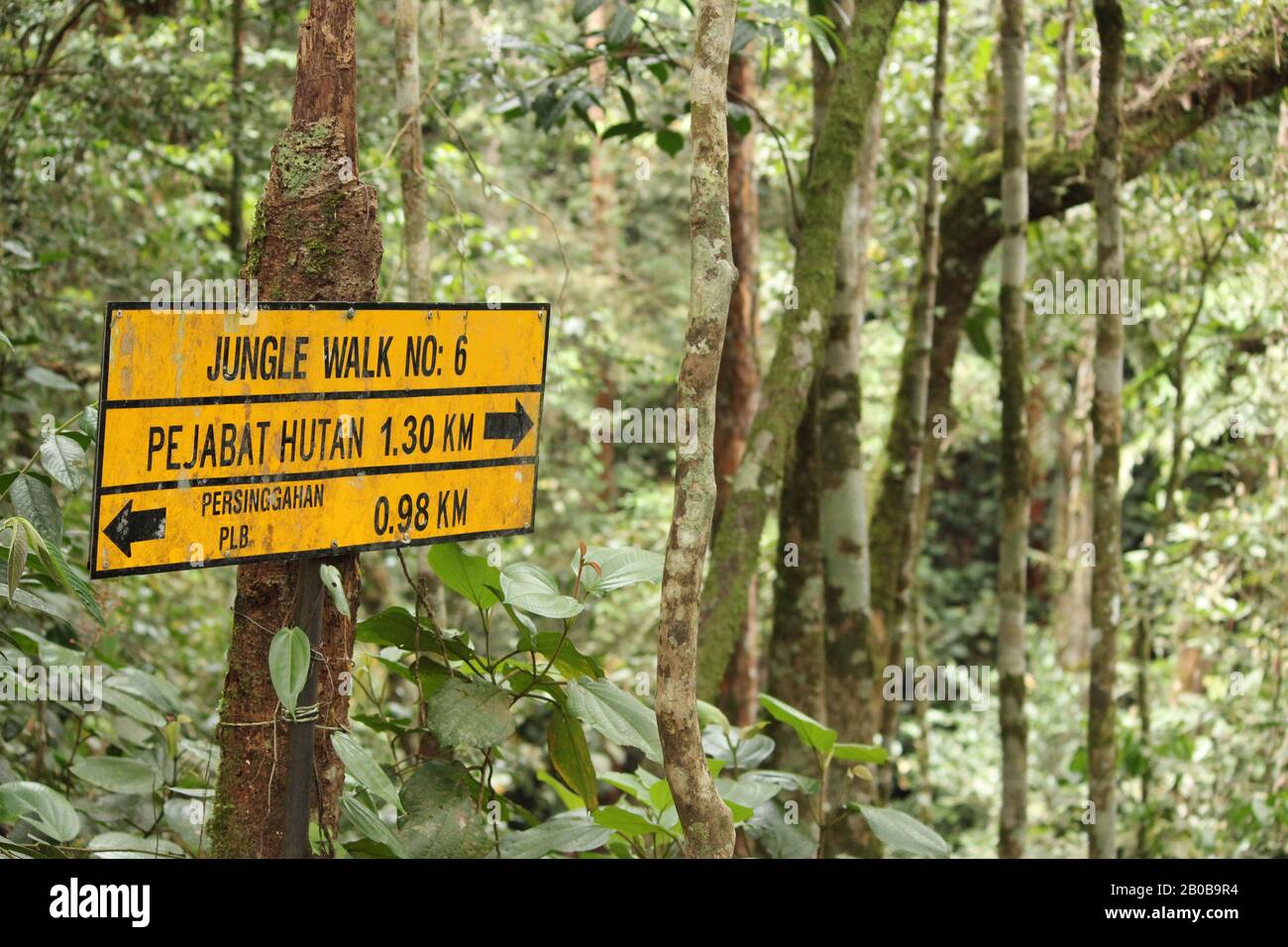 Panneau de direction de randonnée à l'intérieur de la jungle de tanah rata Banque D'Images
