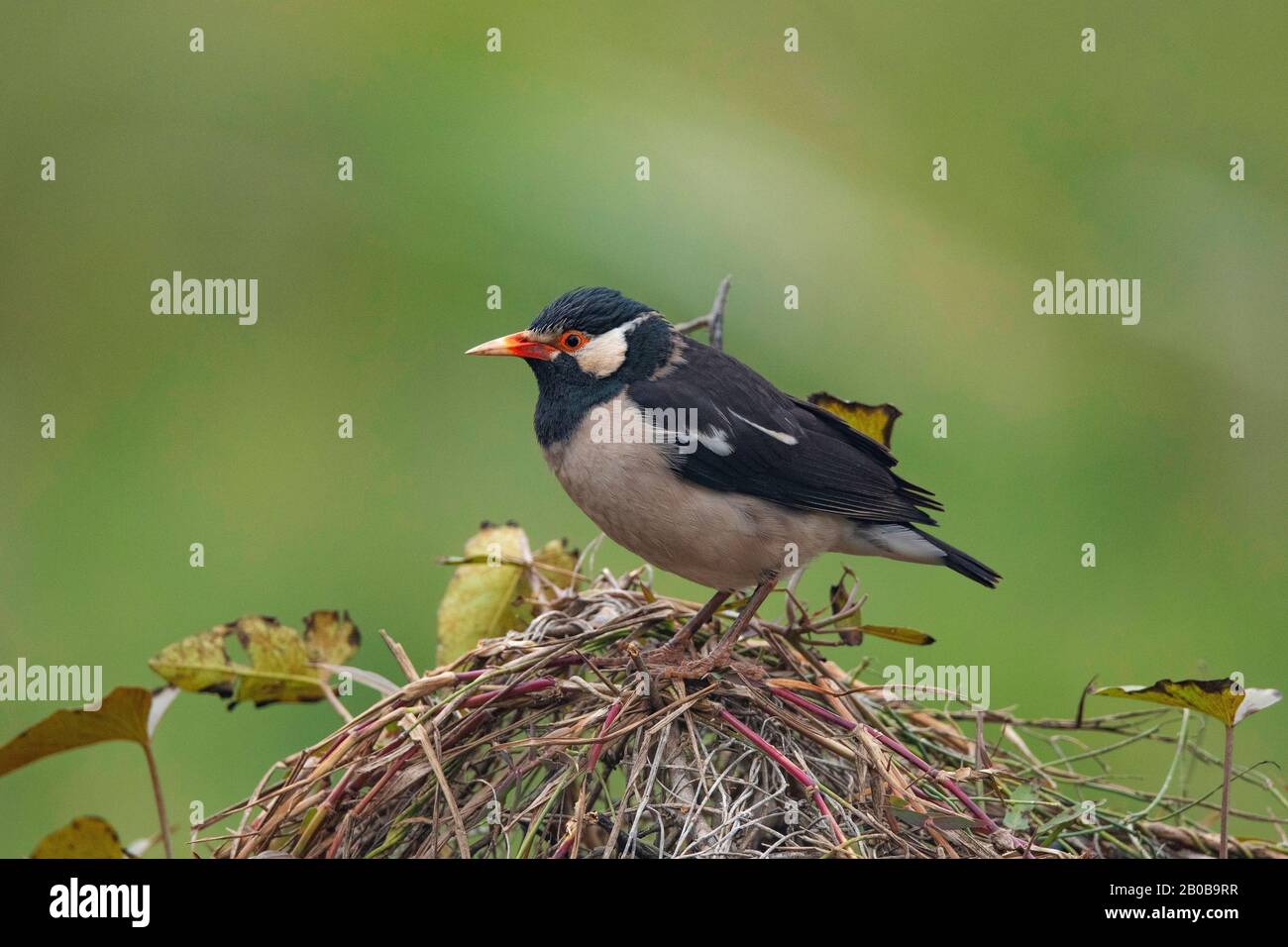 Parc National Keoladeo, Bharatpur, Rajasthan, Inde. Pied Starling, Gracica Contra Banque D'Images