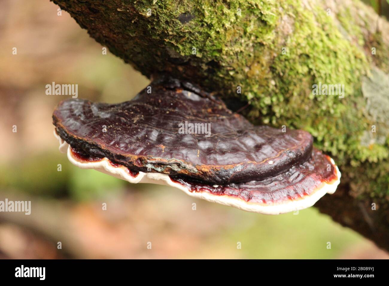 Champignons bruns dans la jungle de Cameron Highland Banque D'Images