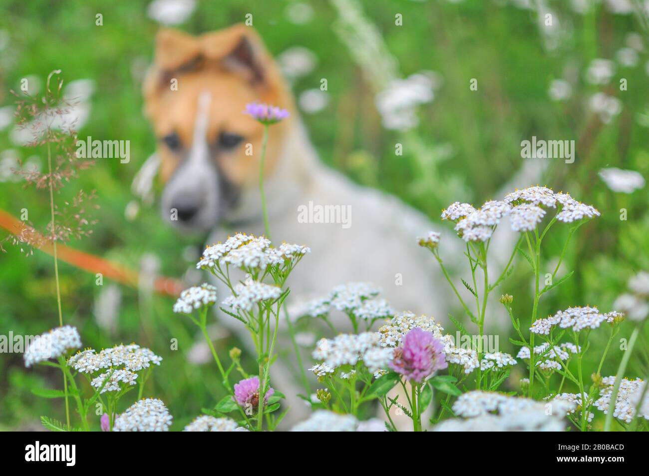 Un chiot blanc mignon avec une tête rouge se trouve sur de l'herbe verte fraîche dans un fond flou. Au premier plan, les fleurs sauvages d'un parc ou d'une zone rurale sont au centre de l'attention Banque D'Images