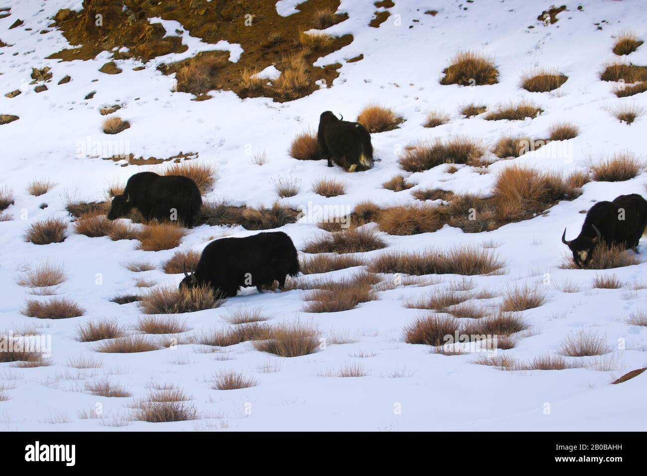 Yaks dans les montagnes Zanskar, Ladakh, Himalaya, Inde Banque D'Images