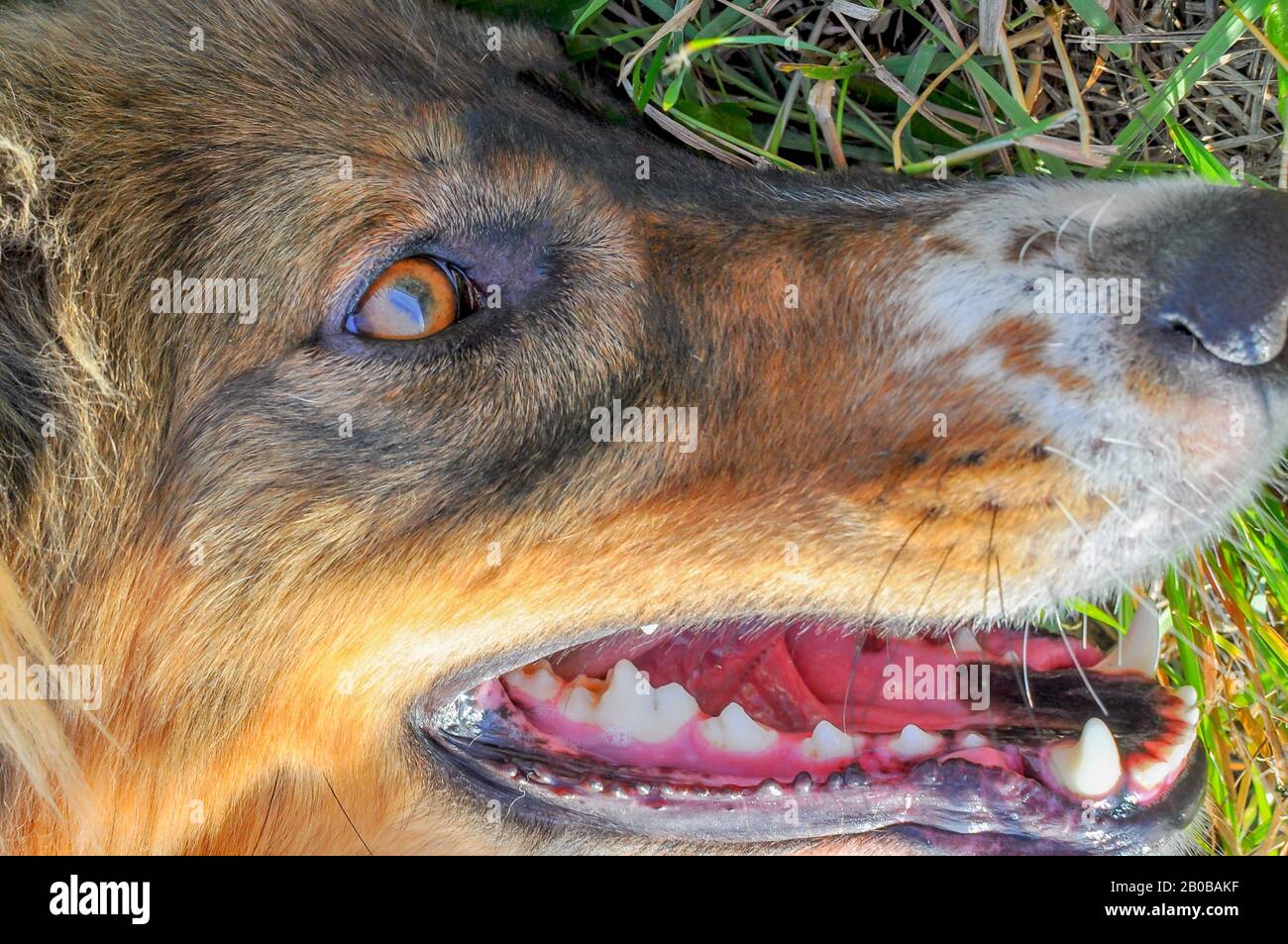 Gros plan sur les yeux et les dents d'un magnifique chien rouge et noir allongé dans l'herbe verte. Banque D'Images