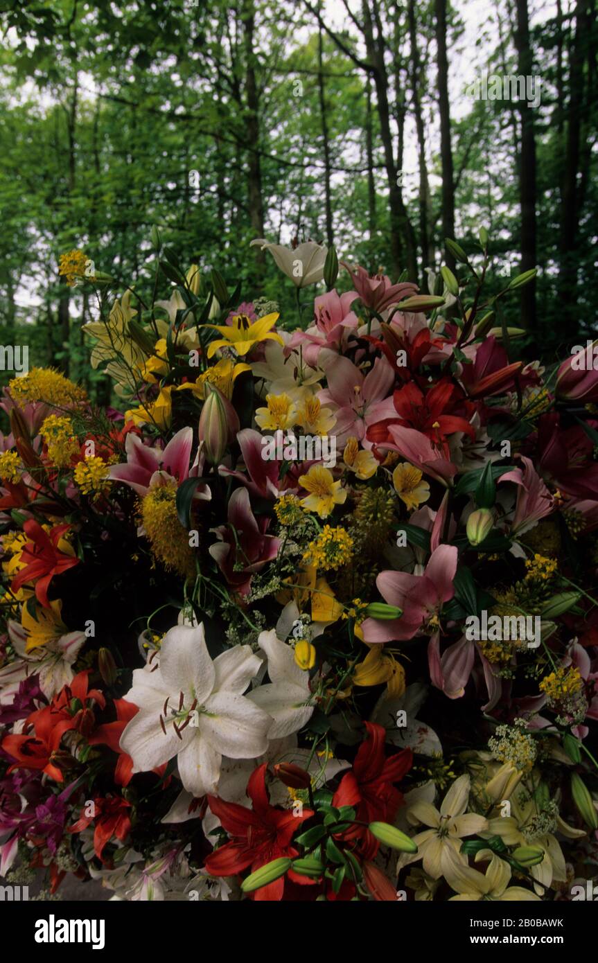 EUROPE, EUROPE, PAYS-BAS, HOLLANDE, KEUKENHOF, JARDINS DE FLEURS, BOUQUET DE FLEURS, GROS PLAN Banque D'Images