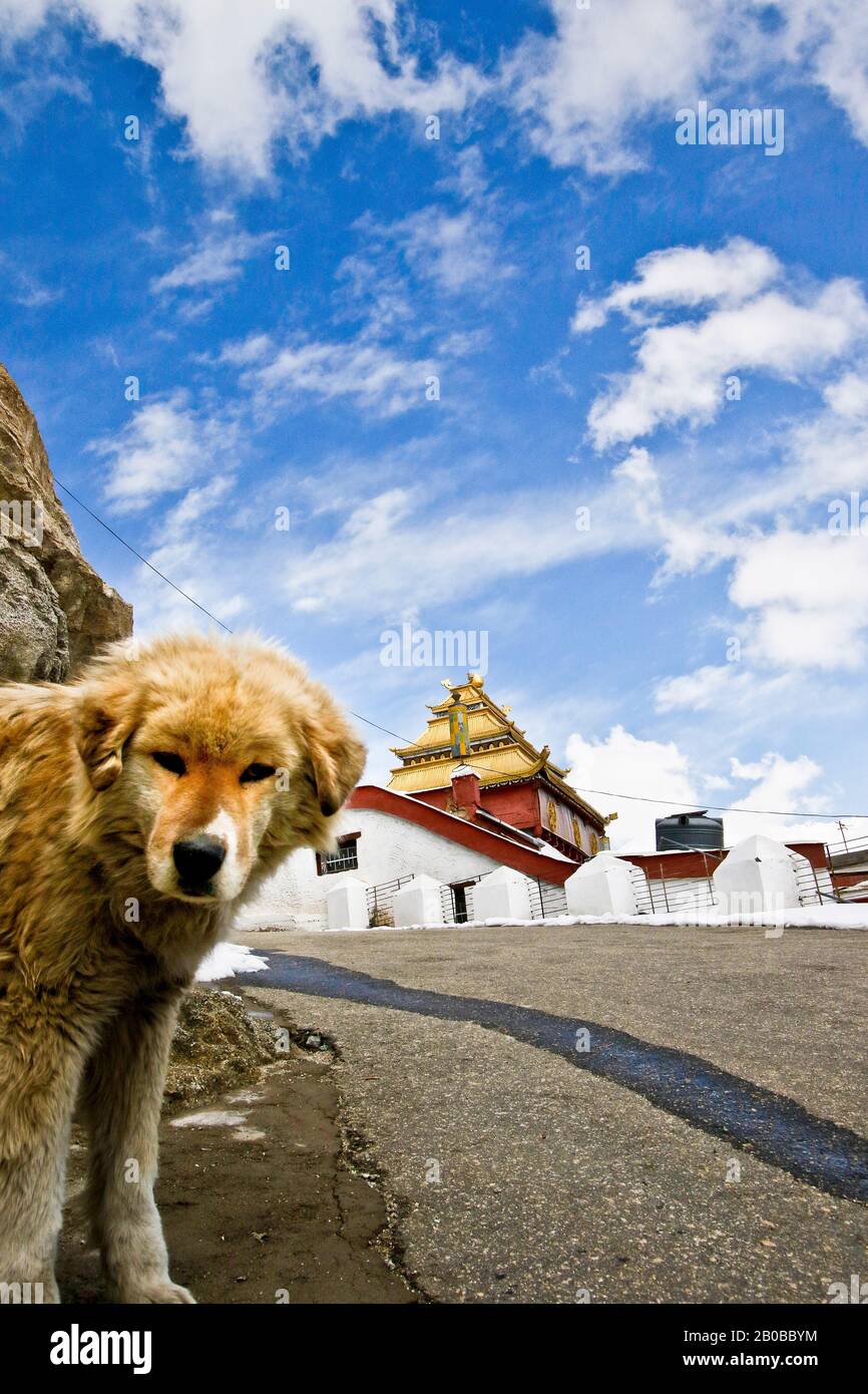 Chien abandonné à côté de Shanti stupa à Leh, Himalaya. Ladakh, Inde Banque D'Images