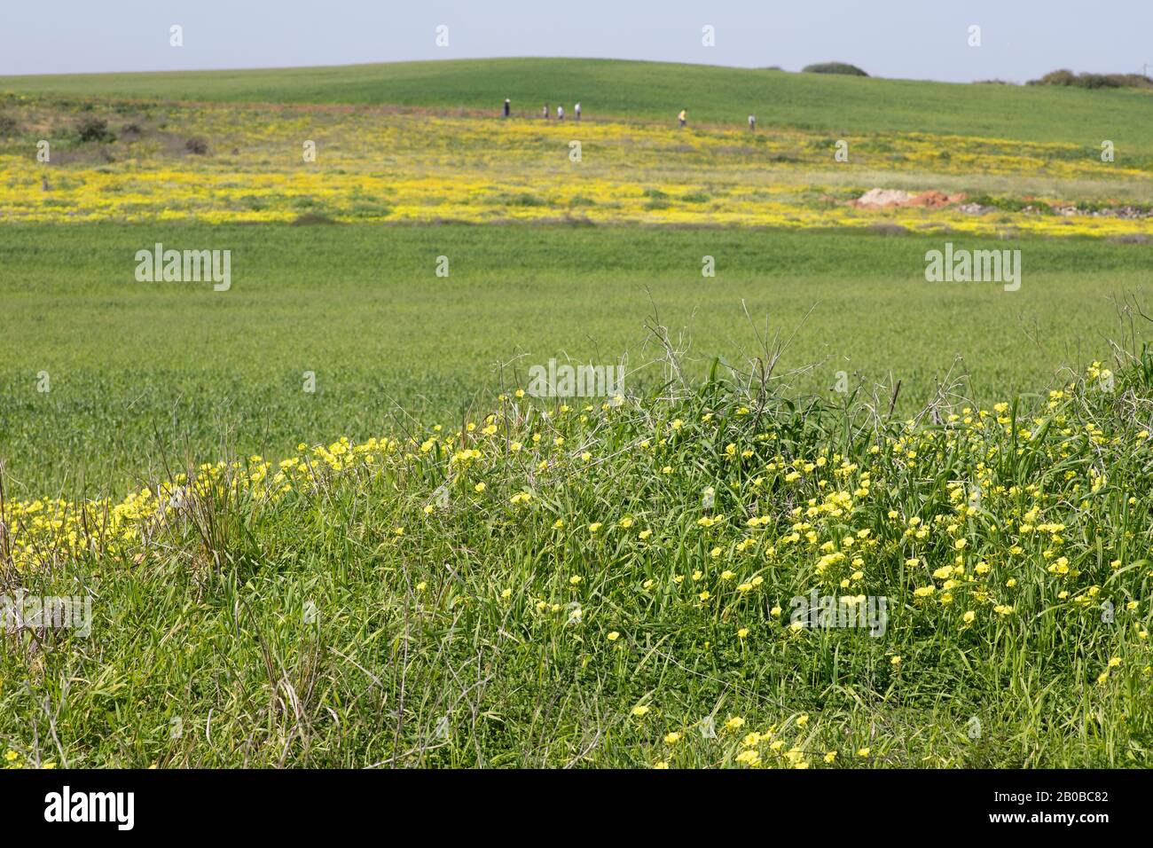 Vue sur les champs agricoles verts avec plantes à fleurs jaunes Banque D'Images