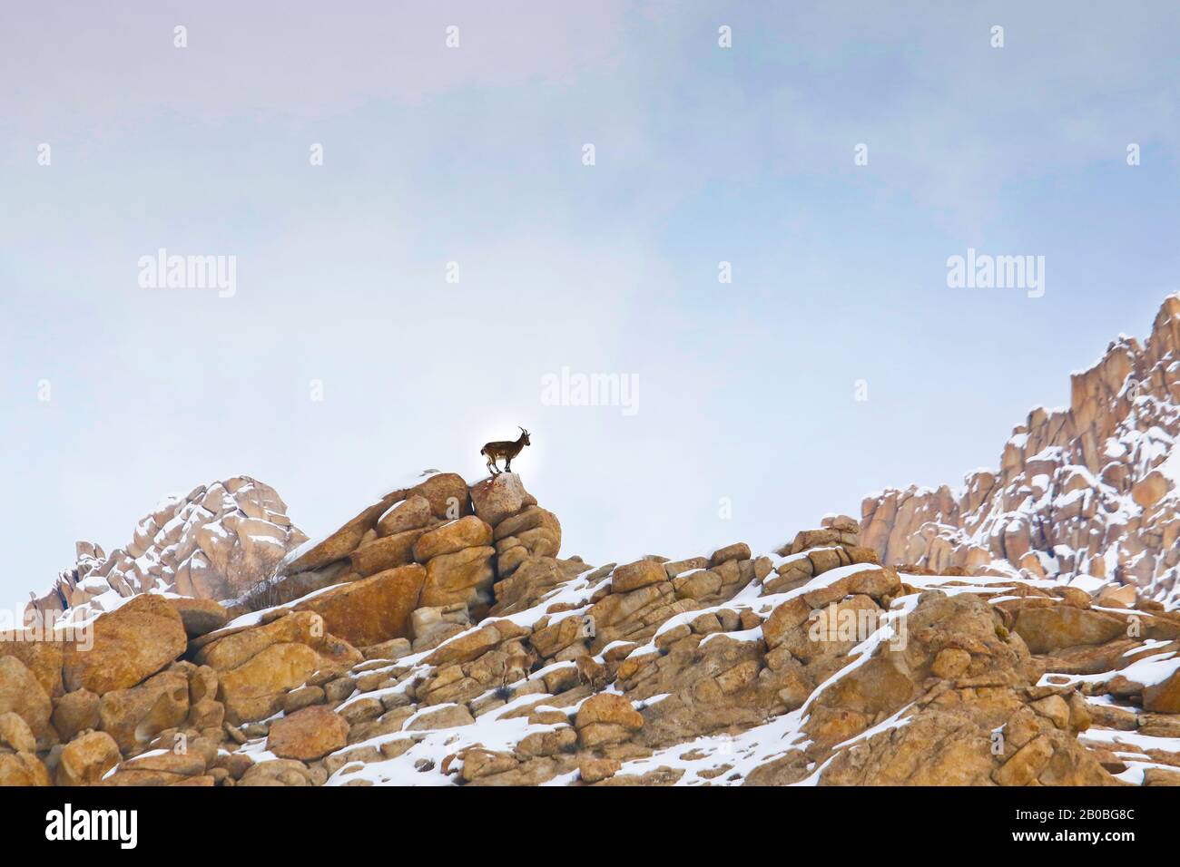 Himalayan Ibex (Capra sibirica hemalayanus), vallée de l'Ulley. Ladakh, Himalaya, Inde Banque D'Images