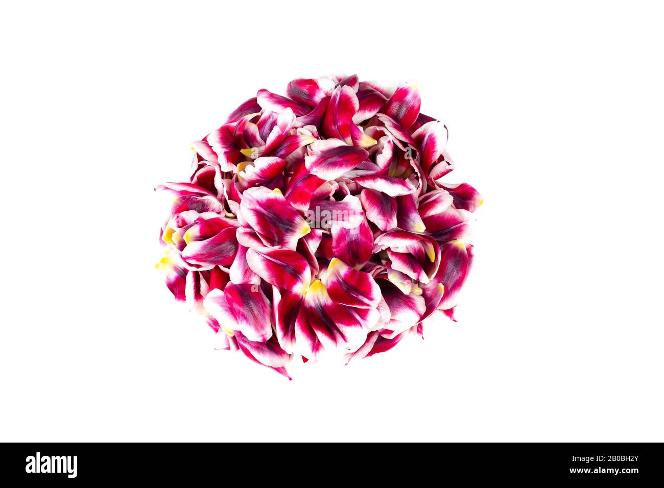 Forme ronde pleine en feuilles de tulipe de couleur magenta isolées sur fond blanc. Bouquet de fleurs abstraites. Banque D'Images