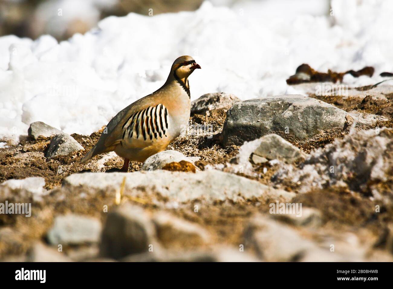 La perdrix de Chukar (Alectoris chukar) dans la neige dans la vallée de Rumbak.Hemis National Park, Ladakh, Inde Banque D'Images