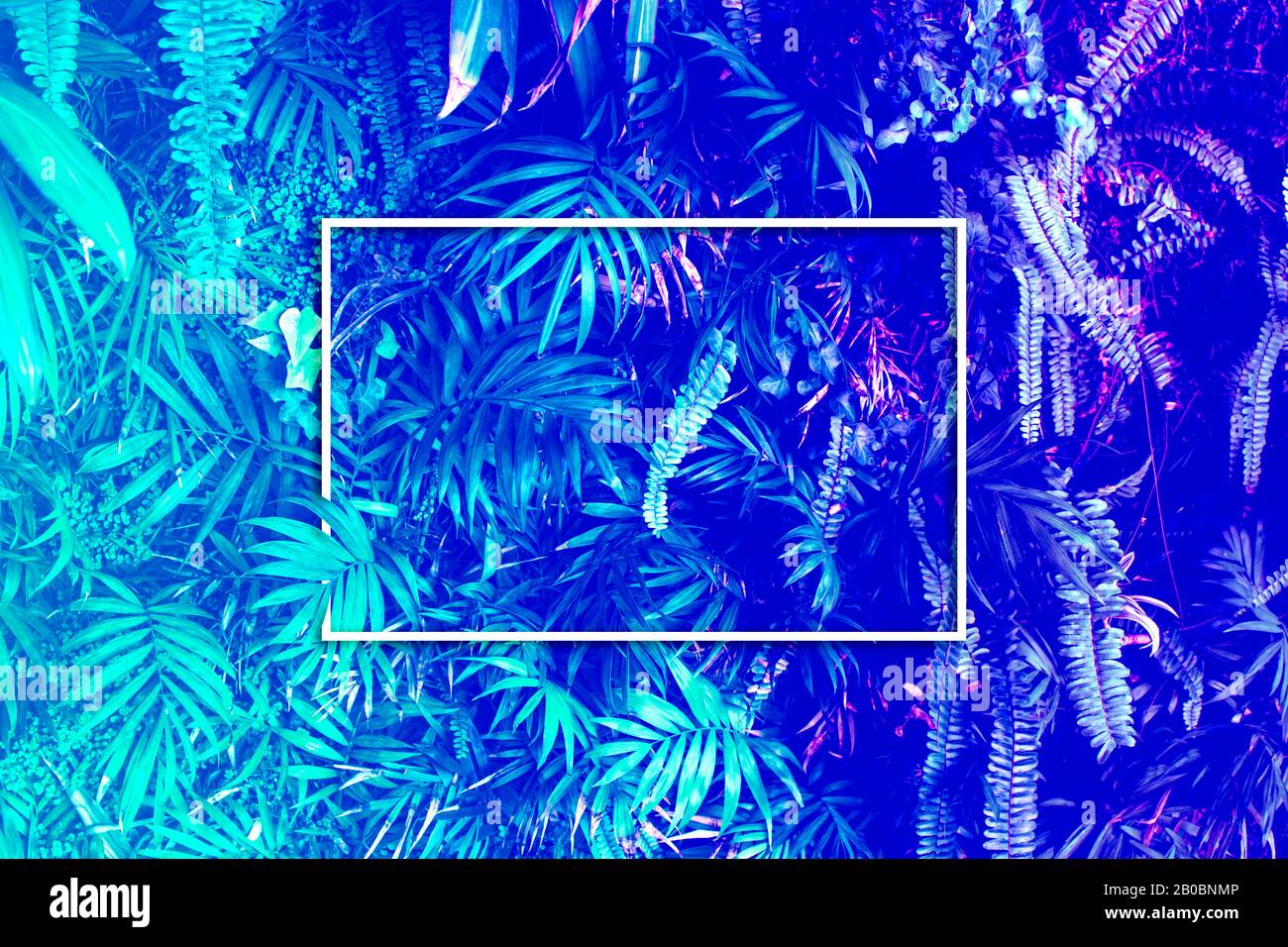 Feuilles bleues tropicales créatives de surface avec cadre blanc néon. Arrière-plan naturel. Pose plate. Banque D'Images