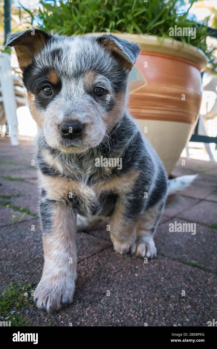 Chiot australien chien de bétail de six semaines. Banque D'Images