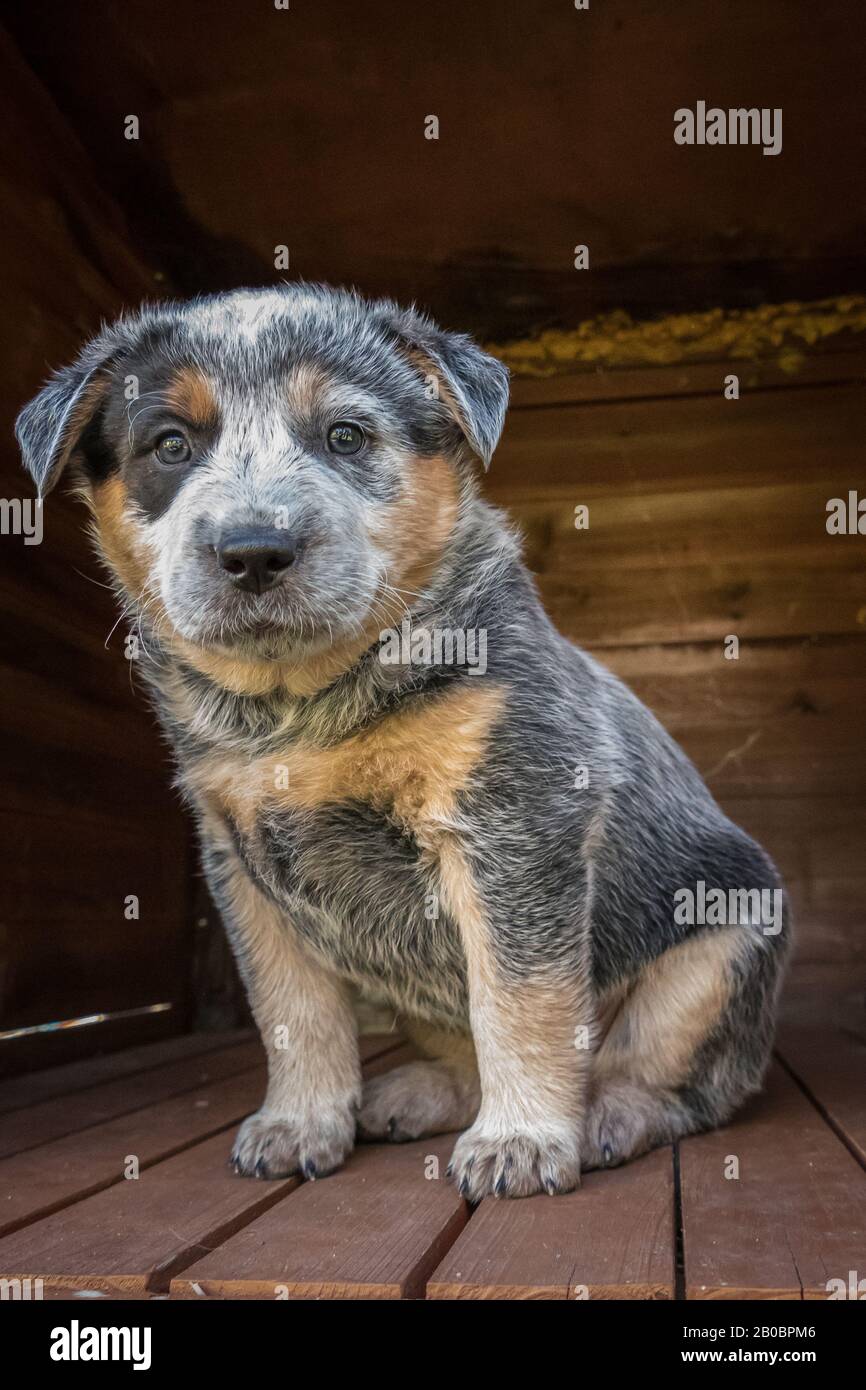 Chiot australien chien de bétail de six semaines. Banque D'Images