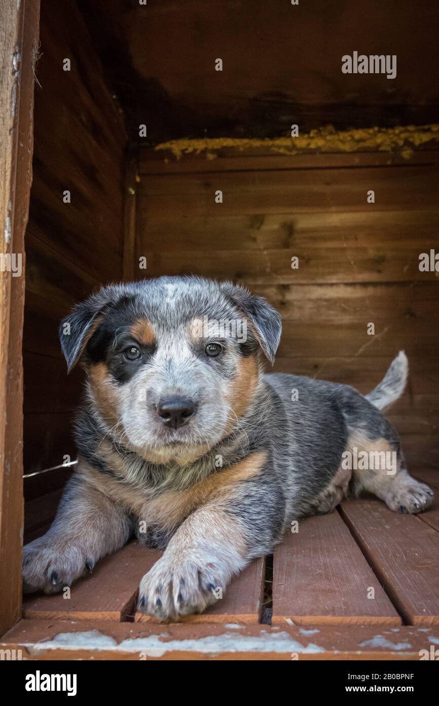 Chiot australien chien de bétail de six semaines. Banque D'Images