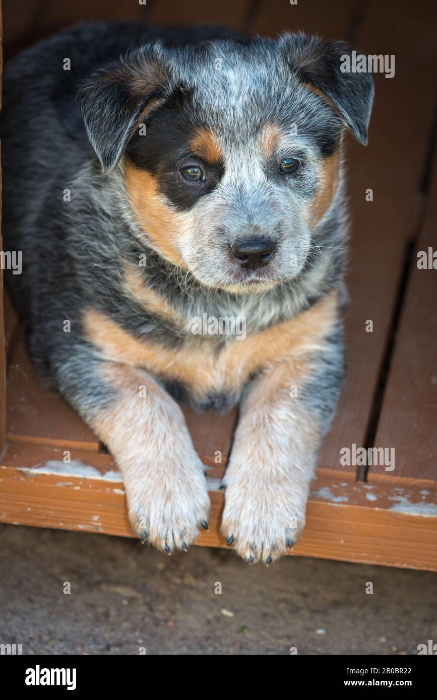 Chiot australien chien de bétail de six semaines. Banque D'Images