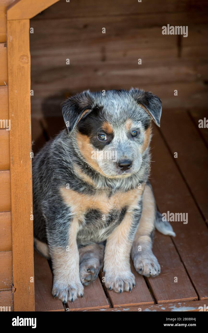 Chiot australien chien de bétail de six semaines. Banque D'Images