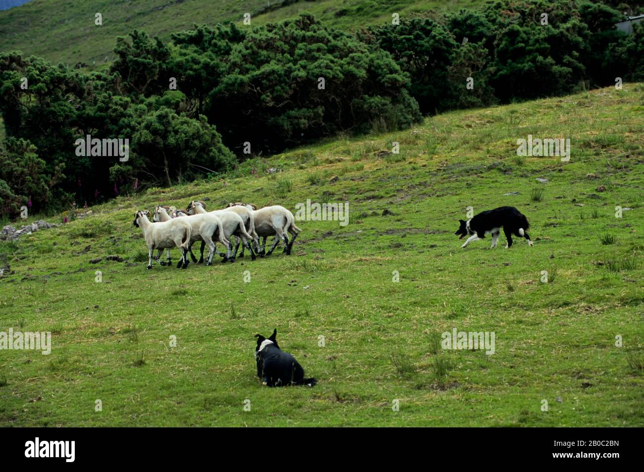 IRLANDE, PRÈS DE KILLARNEY, MANIFESTATION D'ÉLEVAGE DE MOUTONS, COLLIES FRONTALIÈRES (ANNEAU DE KERRY) Banque D'Images