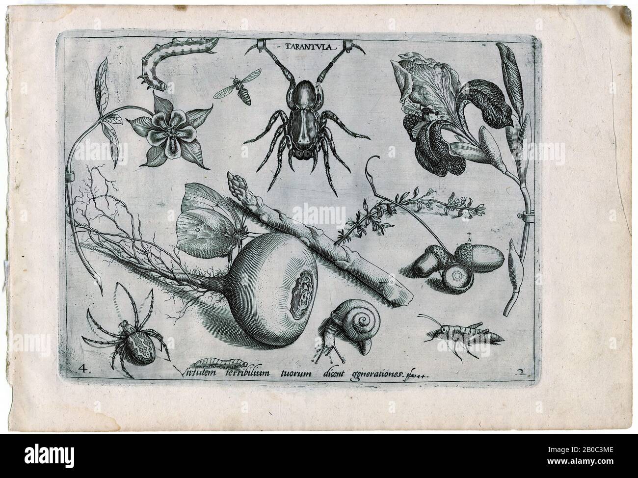 Joris Hoefnagel, Tarantula, 1592, gravure sur papier crème, 7 5/16 po. X 10 3/4 po. (18,57 cm x 27,31 cm) Banque D'Images