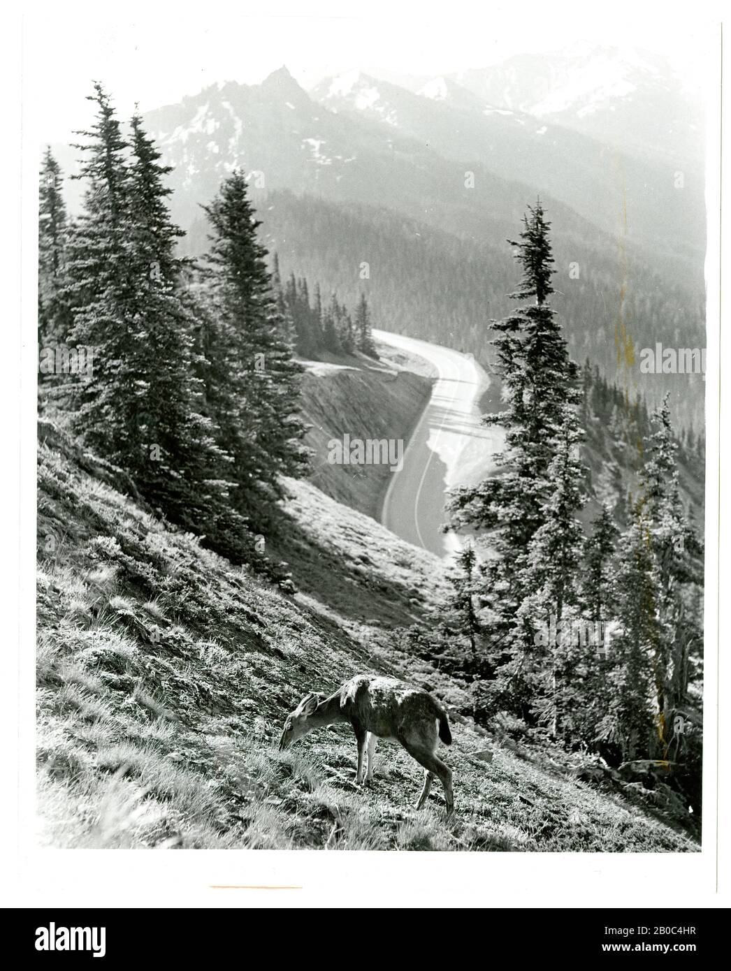 AP Newsfeatures Photographe, colombienne Blacktail Doe sur Hurrican Ridge, Olympic National Park, Washington, 8/4/1965, imprimé argent gélatine Banque D'Images