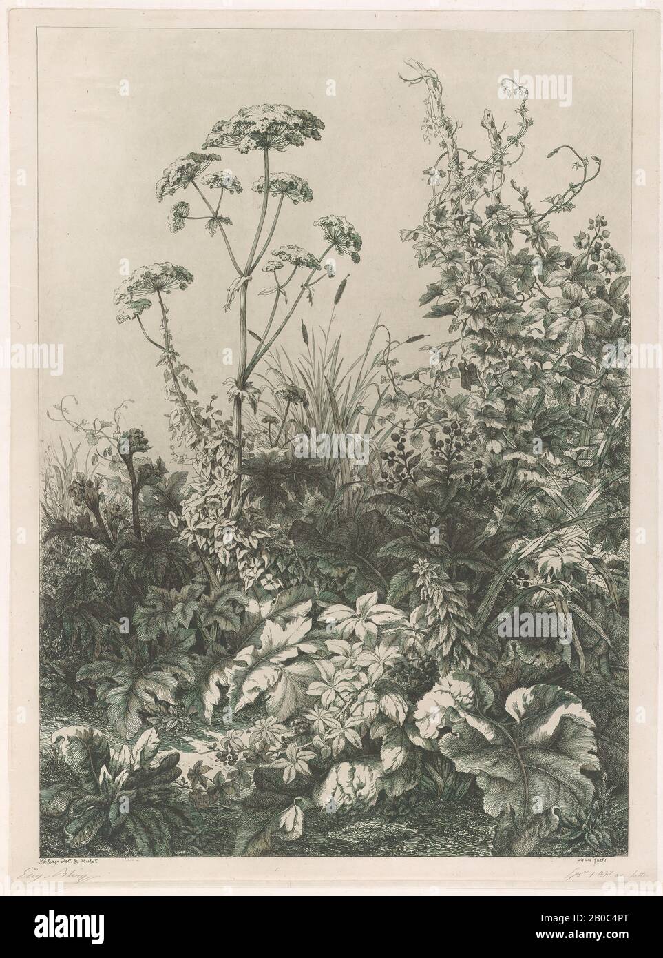 Eugène Bléry, Grandes plantes aquatiques et Houblon [la Grande berle et les coublons], 1848, gravure sur crème chine appliquée montée sur du papier blanc cassé, 19 7/8 po. X 14 3/4 po. (50,5 cm x 37,5 cm Banque D'Images
