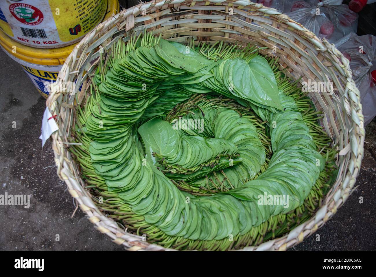 Feuilles de bétel vert frais disposées en paniers de bambou sur un marché du Myanmar Banque D'Images