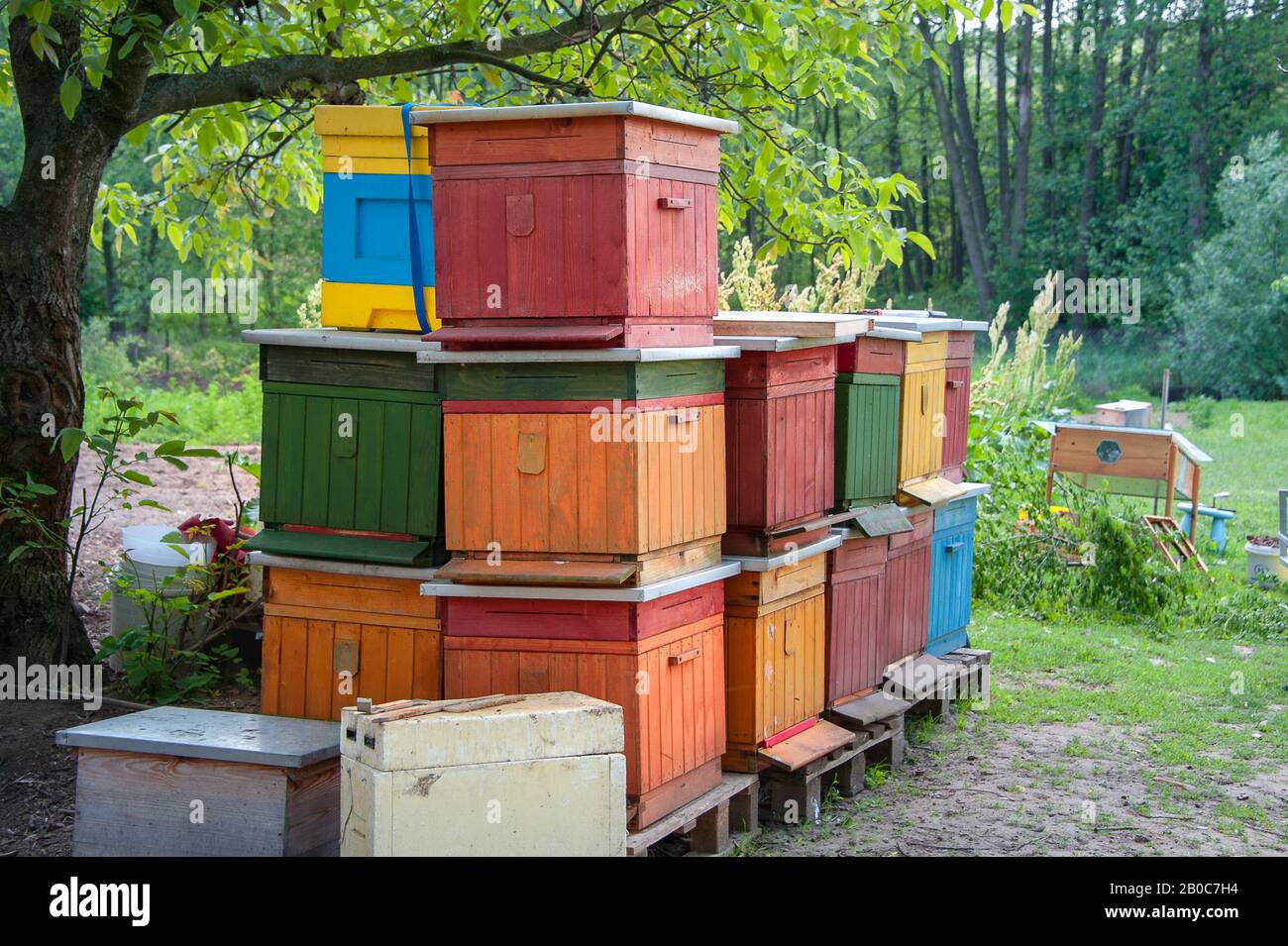 Pile de ruches en bois colorées dans un cadre verdoyant et verdoyant de verger Banque D'Images