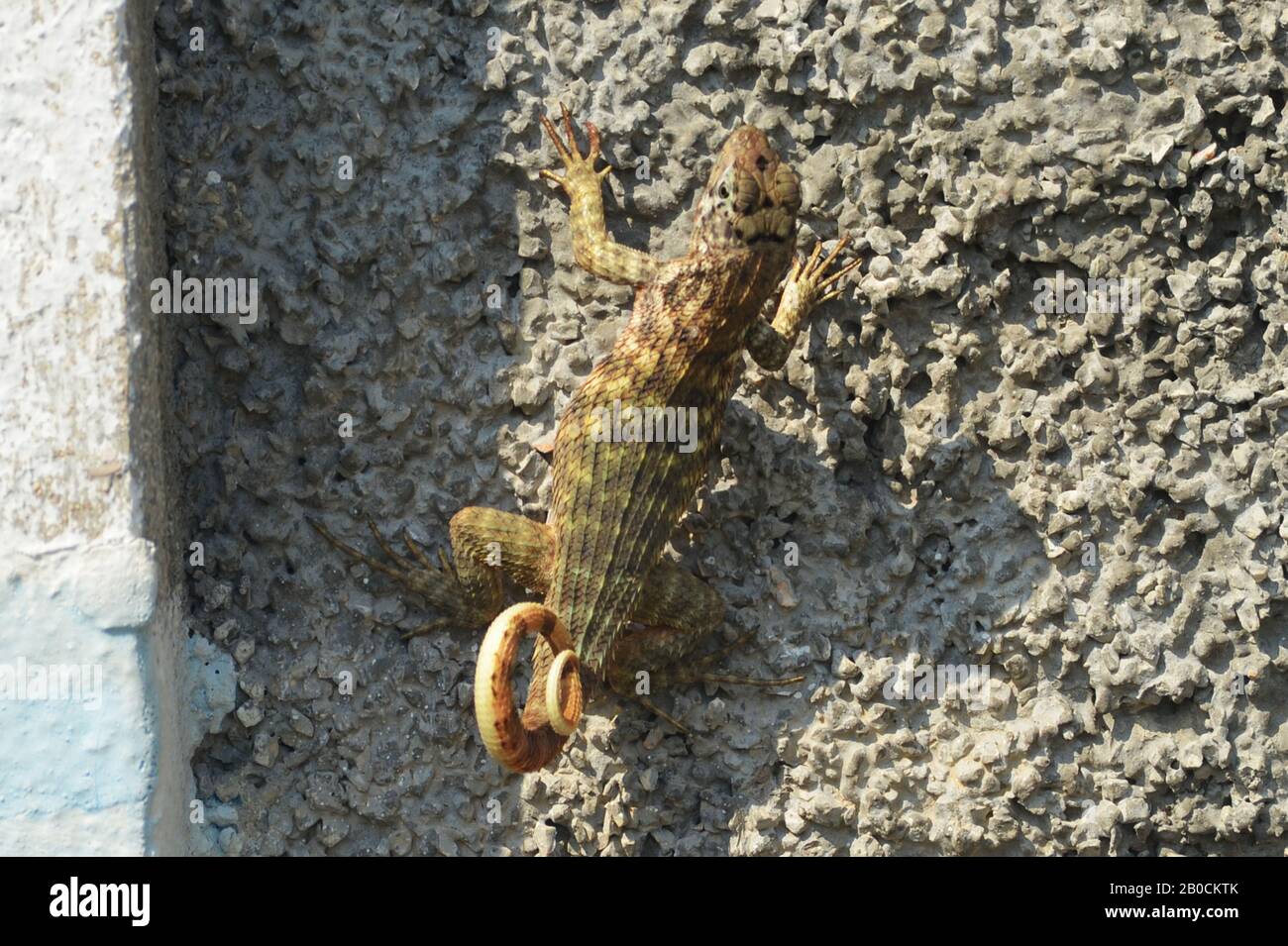 Lézard cubain à queue frisée Leiocephalus carinatus (appelé localement « Perrito de costa ») Banque D'Images