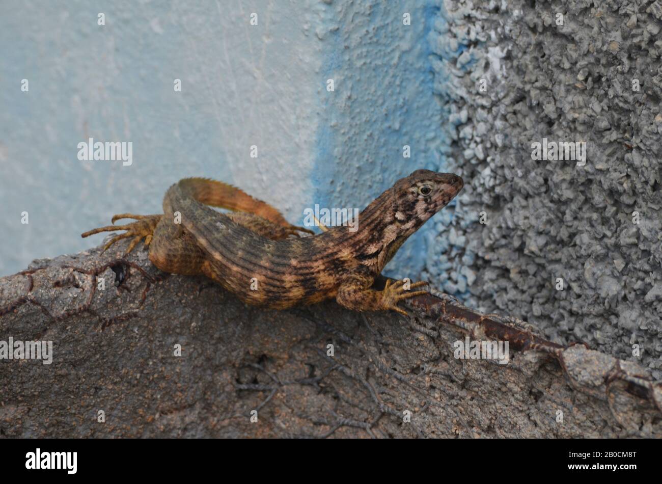 Lézard cubain à queue frisée Leiocephalus carinatus (appelé localement « Perrito de costa ») Banque D'Images