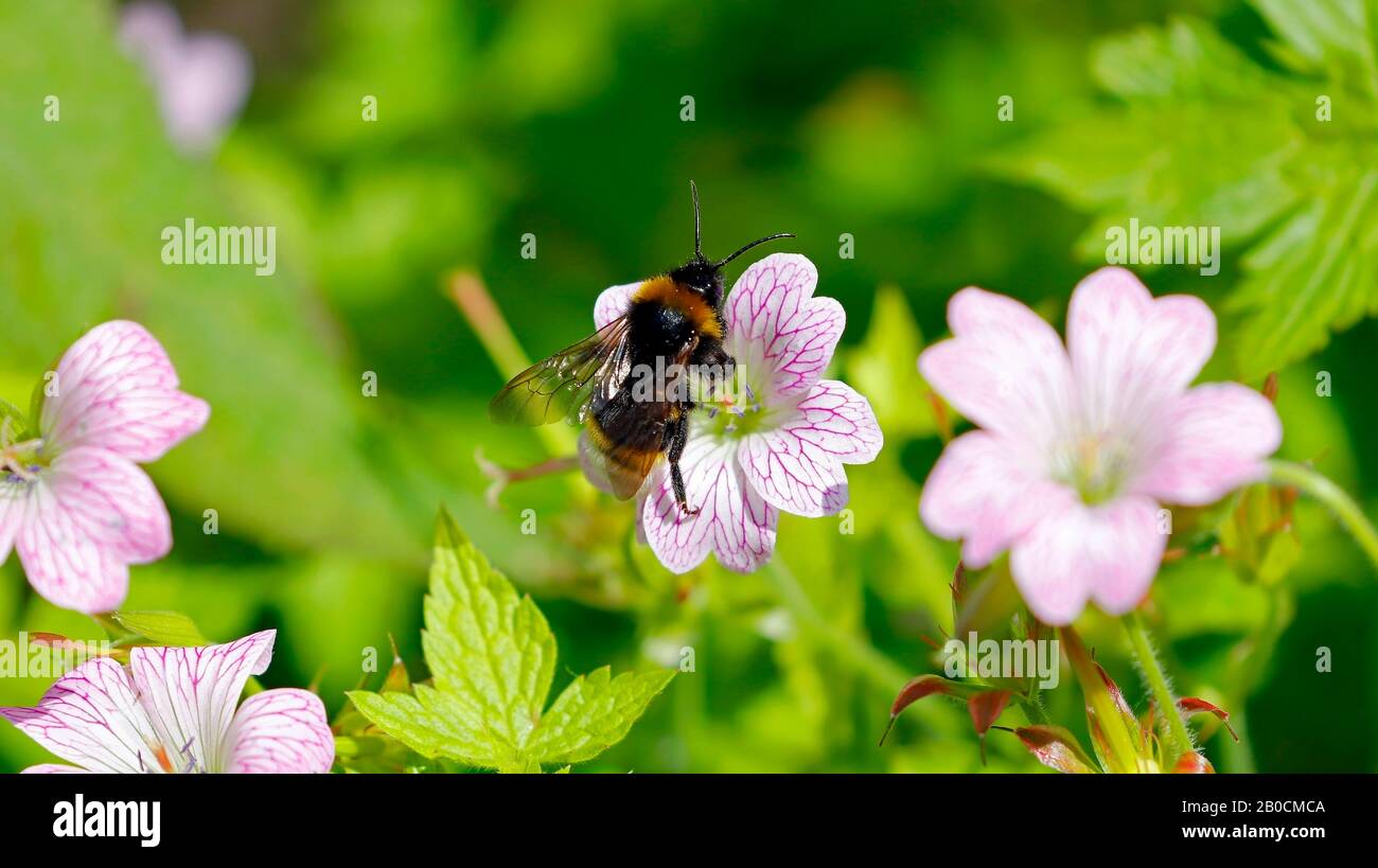 Abeille au travail dans les jardins de Rufford Old Hall, National Trust Property à Lancashire. Banque D'Images