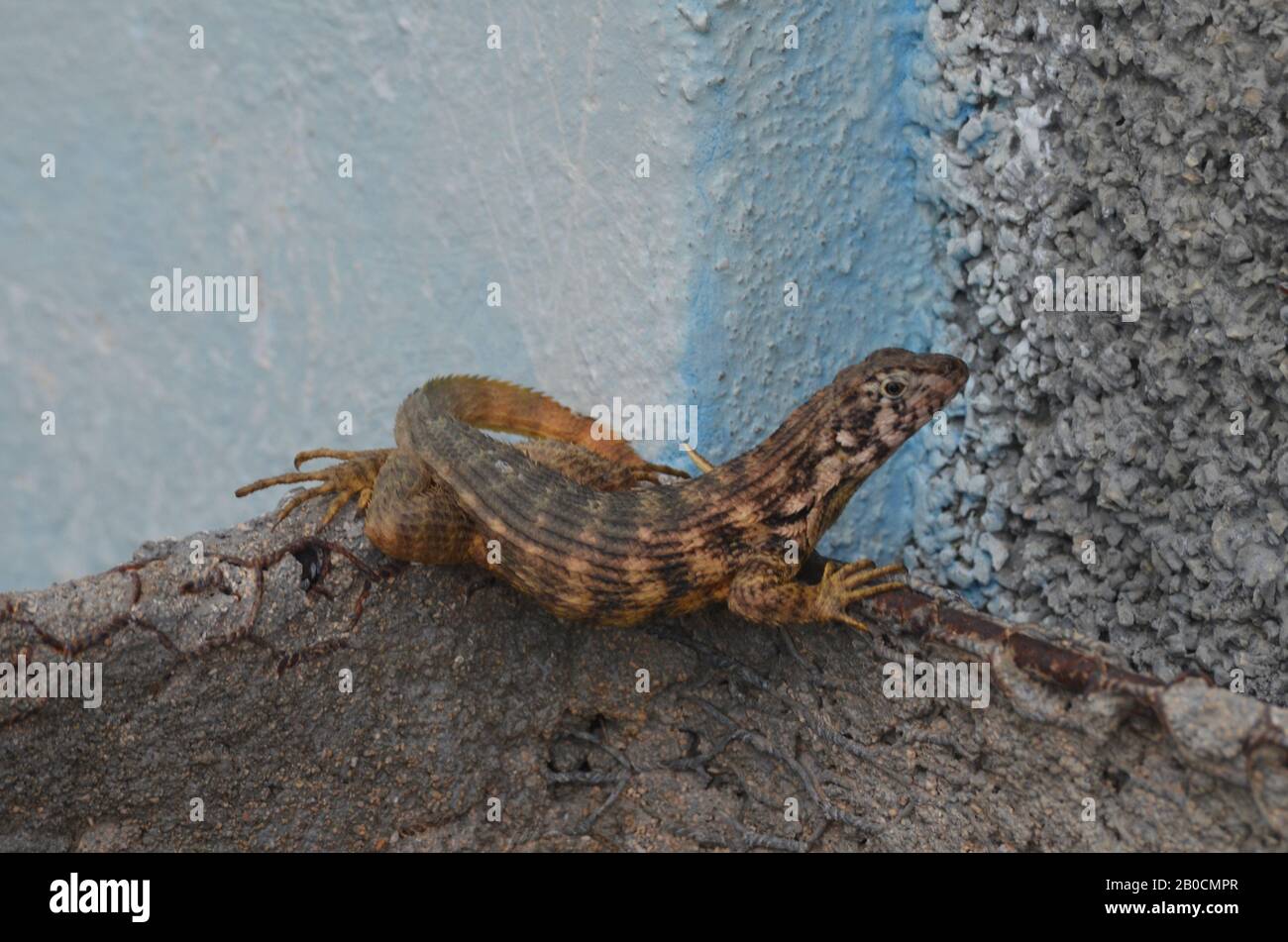 Lézard cubain à queue frisée Leiocephalus carinatus (appelé localement « Perrito de costa ») Banque D'Images