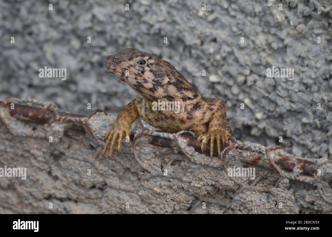Lézard cubain à queue frisée Leiocephalus carinatus (appelé localement « Perrito de costa ») Banque D'Images