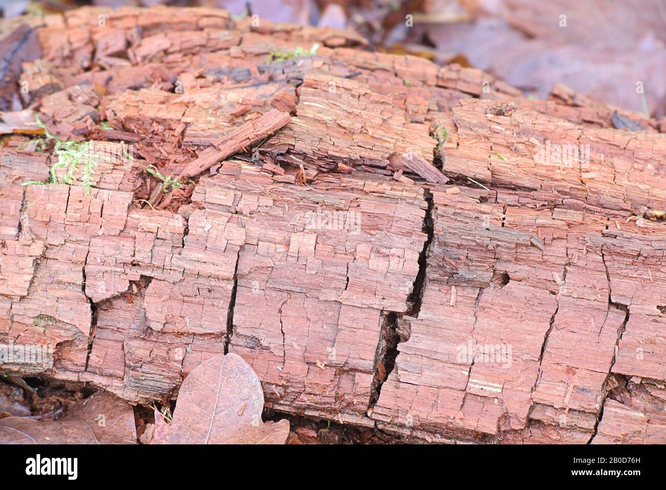 Champignon de la pourriture brune décomposant l'hémicellulose et la cellulose et présentant la fracture cubique typique Banque D'Images