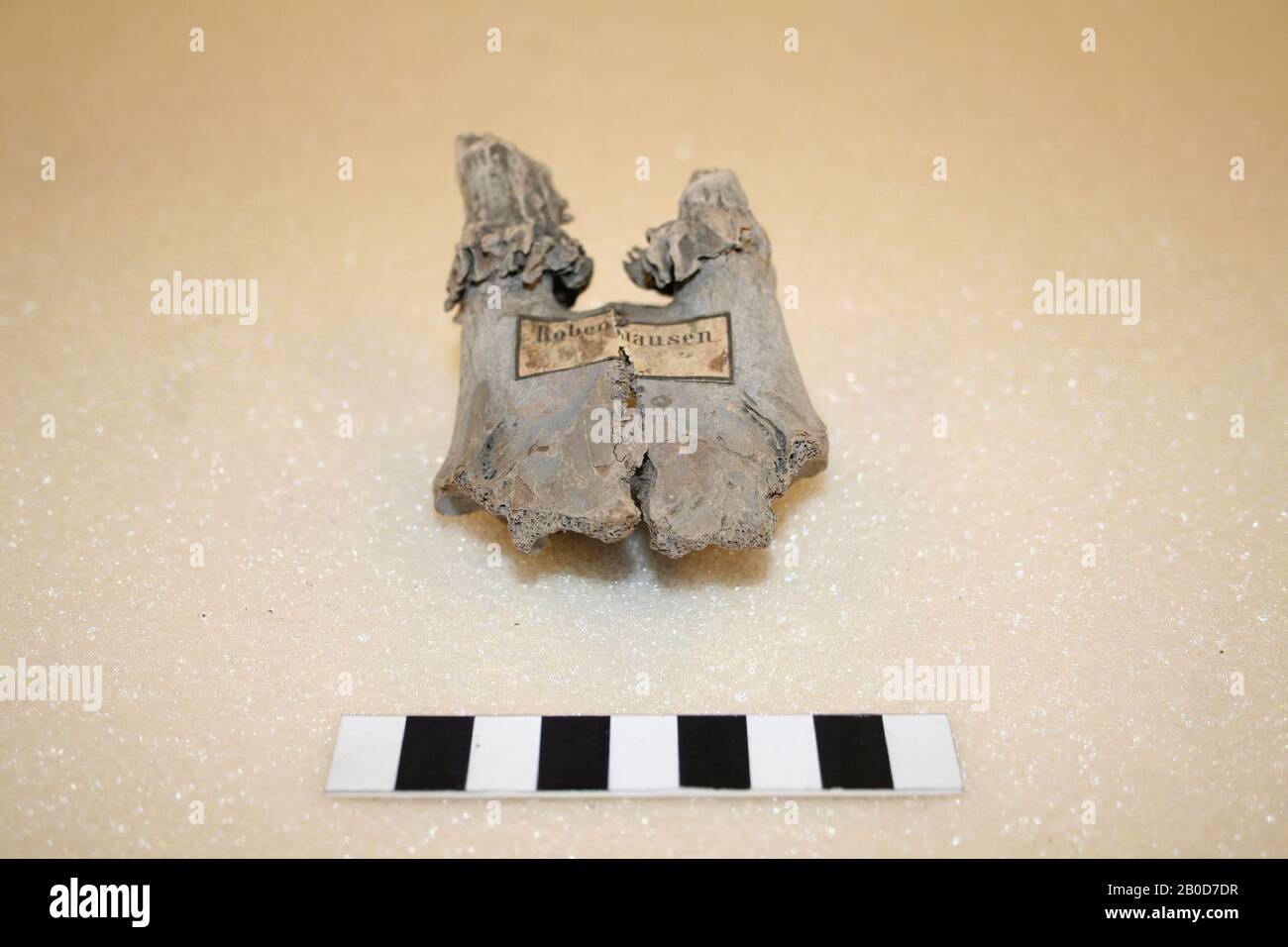 Partie du crâne d'un cerf. Brisée en deux morceaux, fragment de crâne, organique, os, l: 7,5 cm, br: 6,5 cm, préhistoire, Suisse, Zurich Banque D'Images