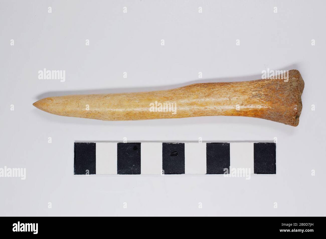 C'est une partie des jambes. Le morceau d'os animal est partiellement décomposé après qu'il a été aiguisé à un point., Awl, os, L: 11,1 cm, B: 2,4 cm, D: 1,5 cm, Prehistory 5000-4000 BC, x Banque D'Images