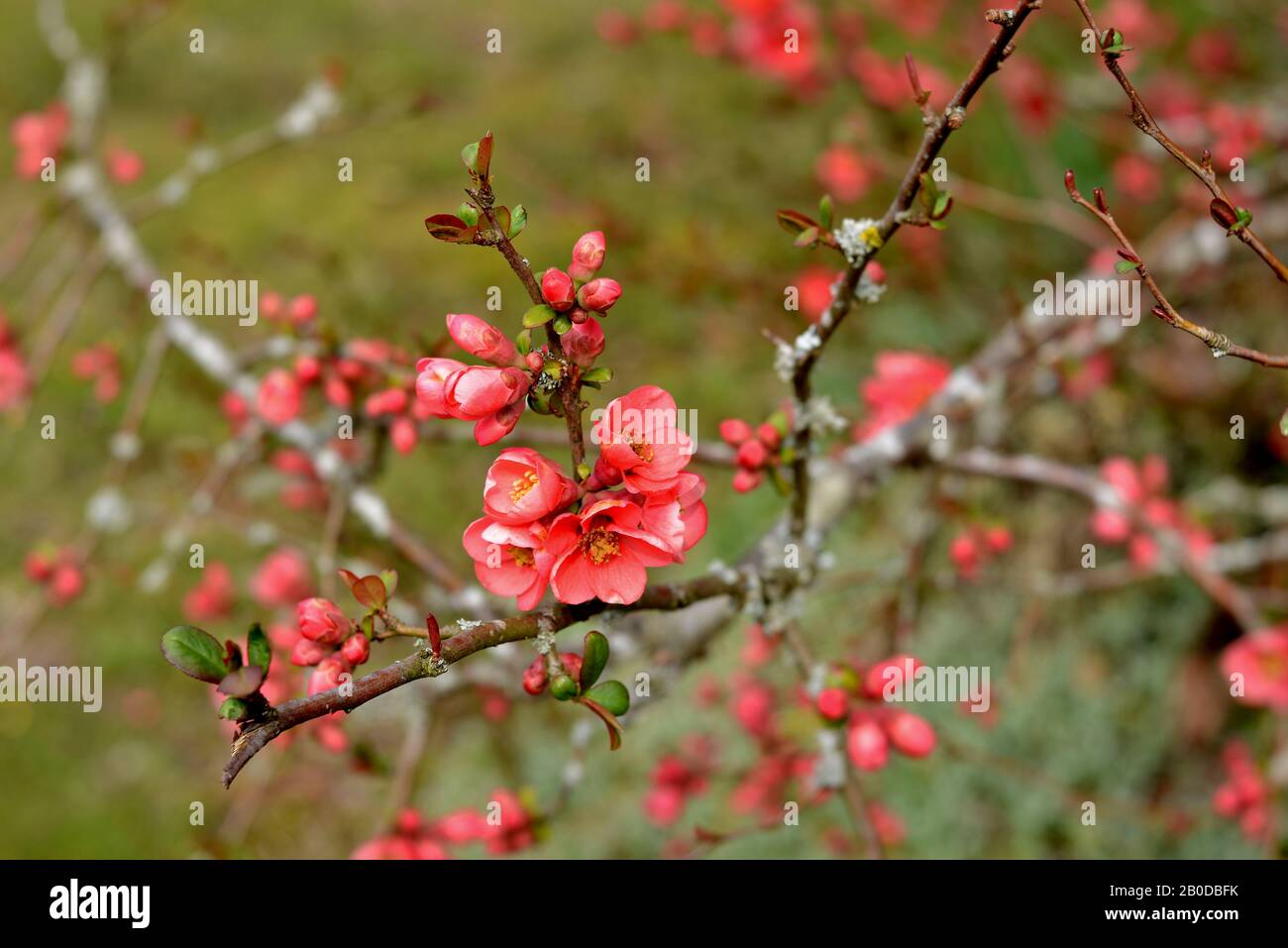 branches avec fleurs de fleurs et bourgeons d'un buisson de pomme sauvage Banque D'Images