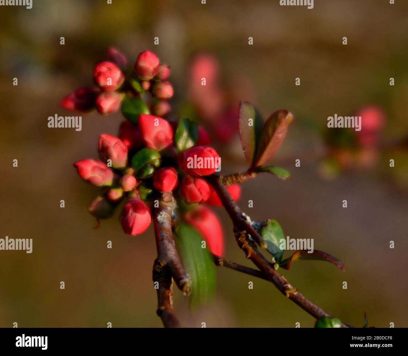 branche avec bourgeons d'une fleur de pomme sauvage Banque D'Images