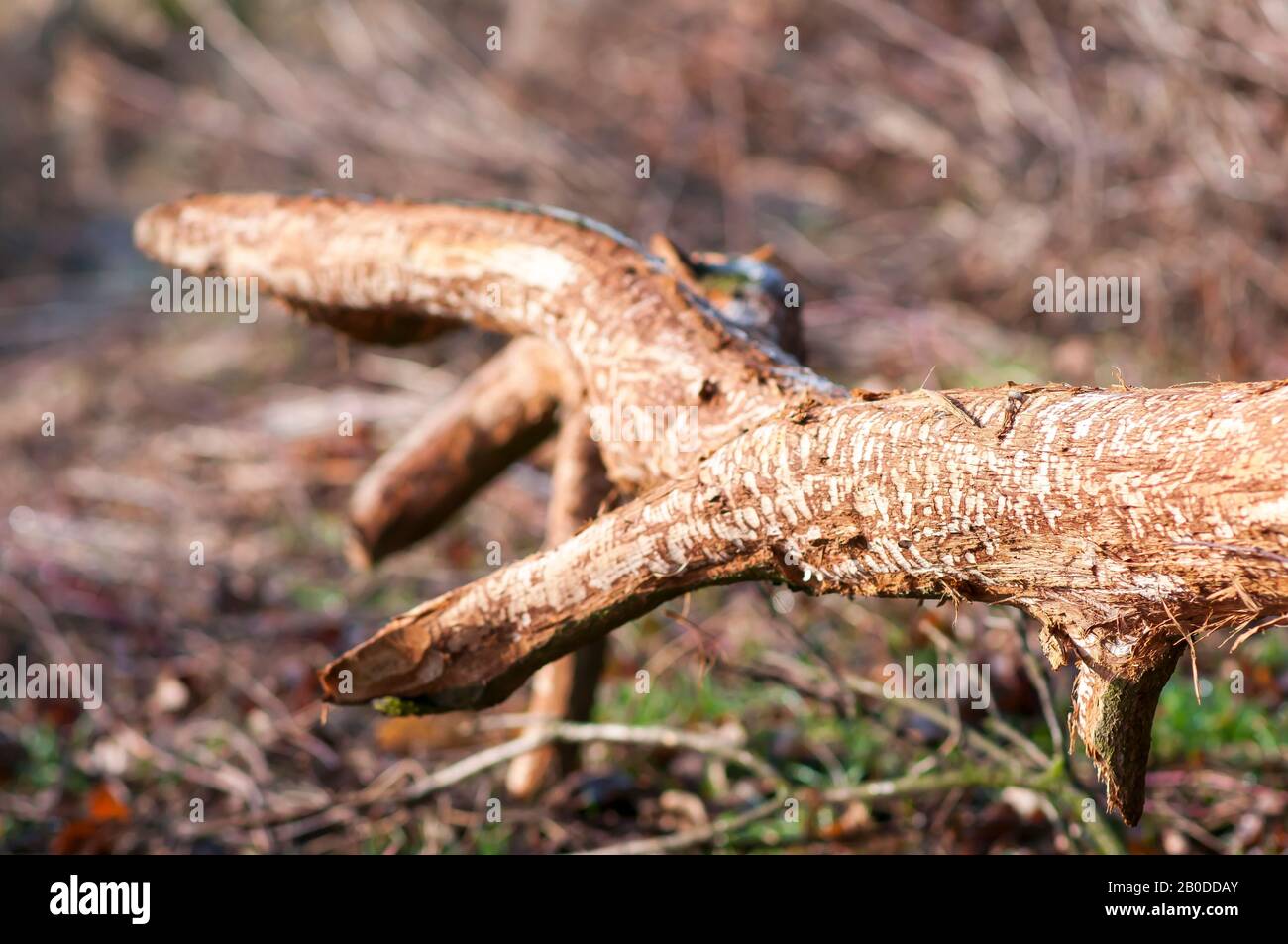 Le castor eurasien coupe sur l'arbre. Beaver endommagé. Traces de dents de castor sur un arbre gélifié Banque D'Images