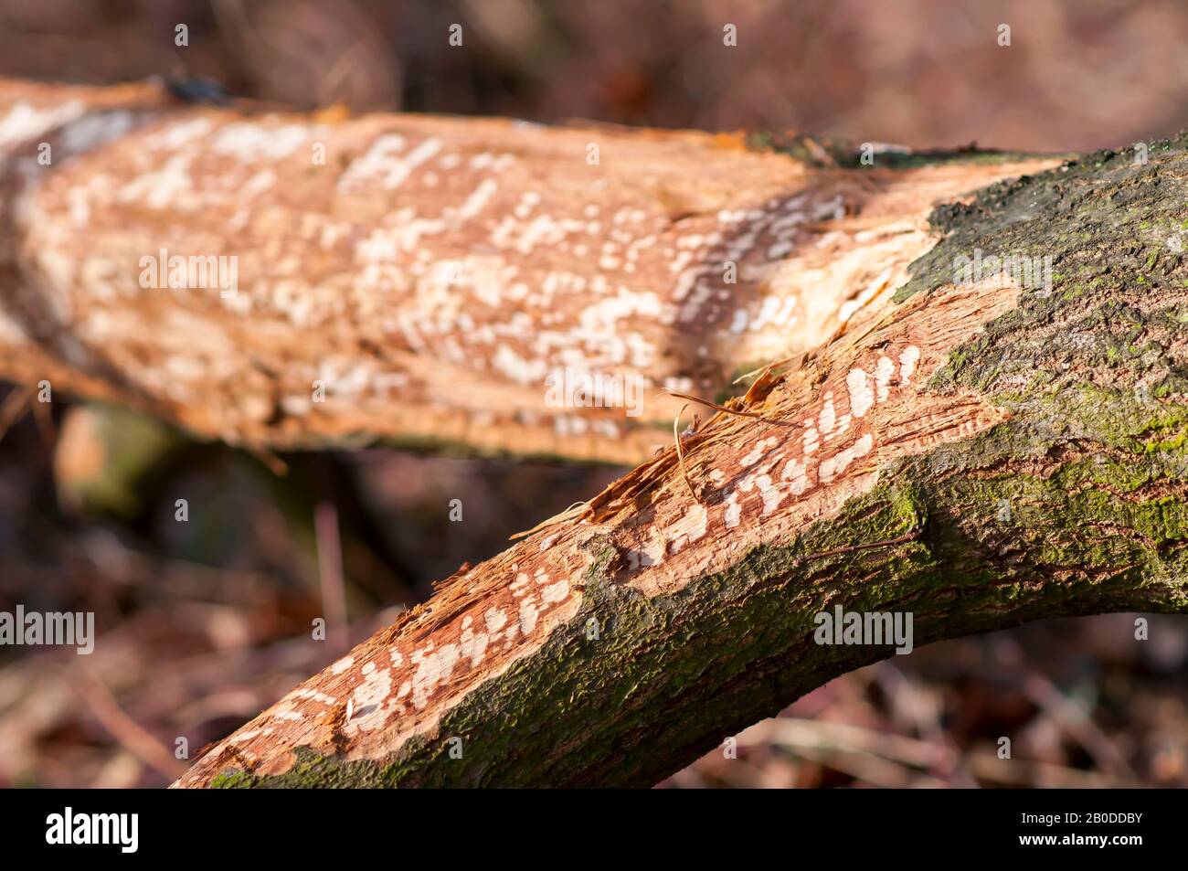 Le castor eurasien coupe sur l'arbre. Beaver endommagé. Traces de dents de castor sur un arbre gélifié Banque D'Images
