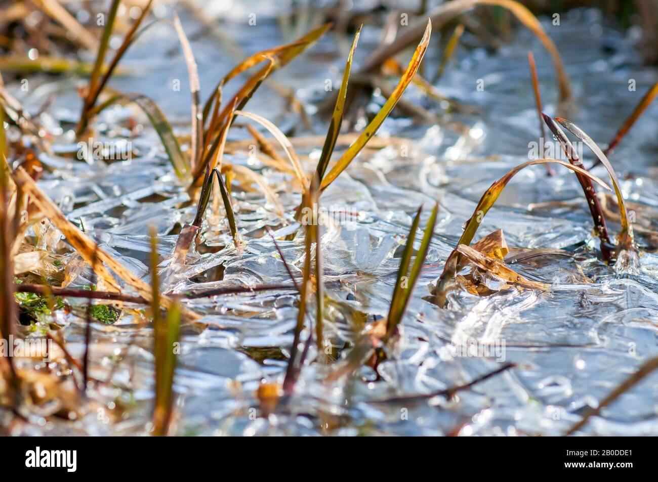 Glace de forme abstraite sur de jeunes plants de roseau séchés sur un lac. Tiges de roseau congelées Banque D'Images
