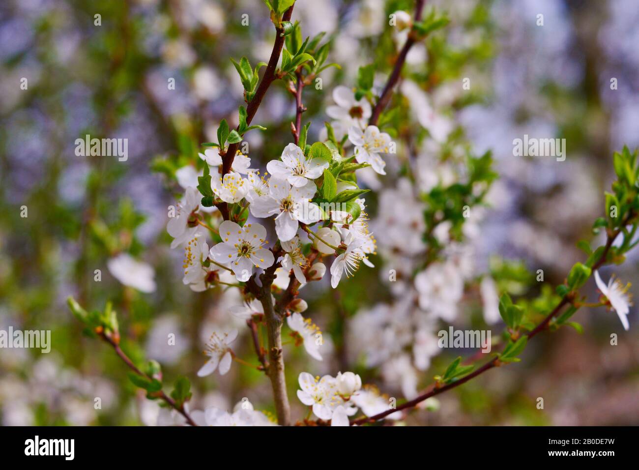 branches à fleurs blanches, arrière-plan torsadé Banque D'Images