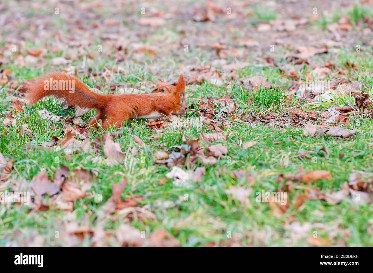 Écureuil rouge ou écureuil rouge eurasien (Sciurus vulgaris) Banque D'Images