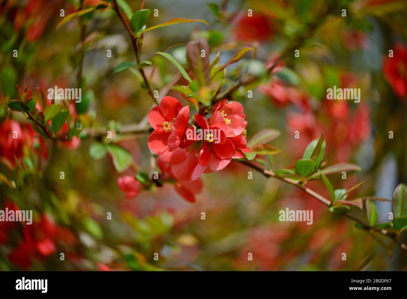 branches avec fleurs de fleurs et bourgeons d'un buisson de pomme sauvage Banque D'Images