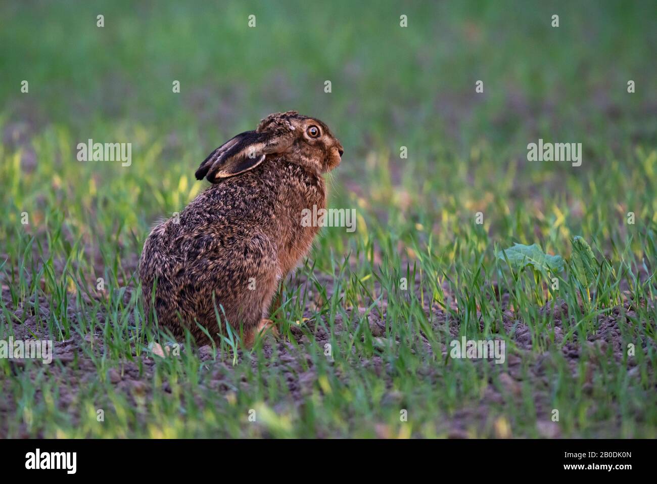 Lièvre dans les terres agricoles au printemps éclairé par la lumière du soleil du soir. Banque D'Images