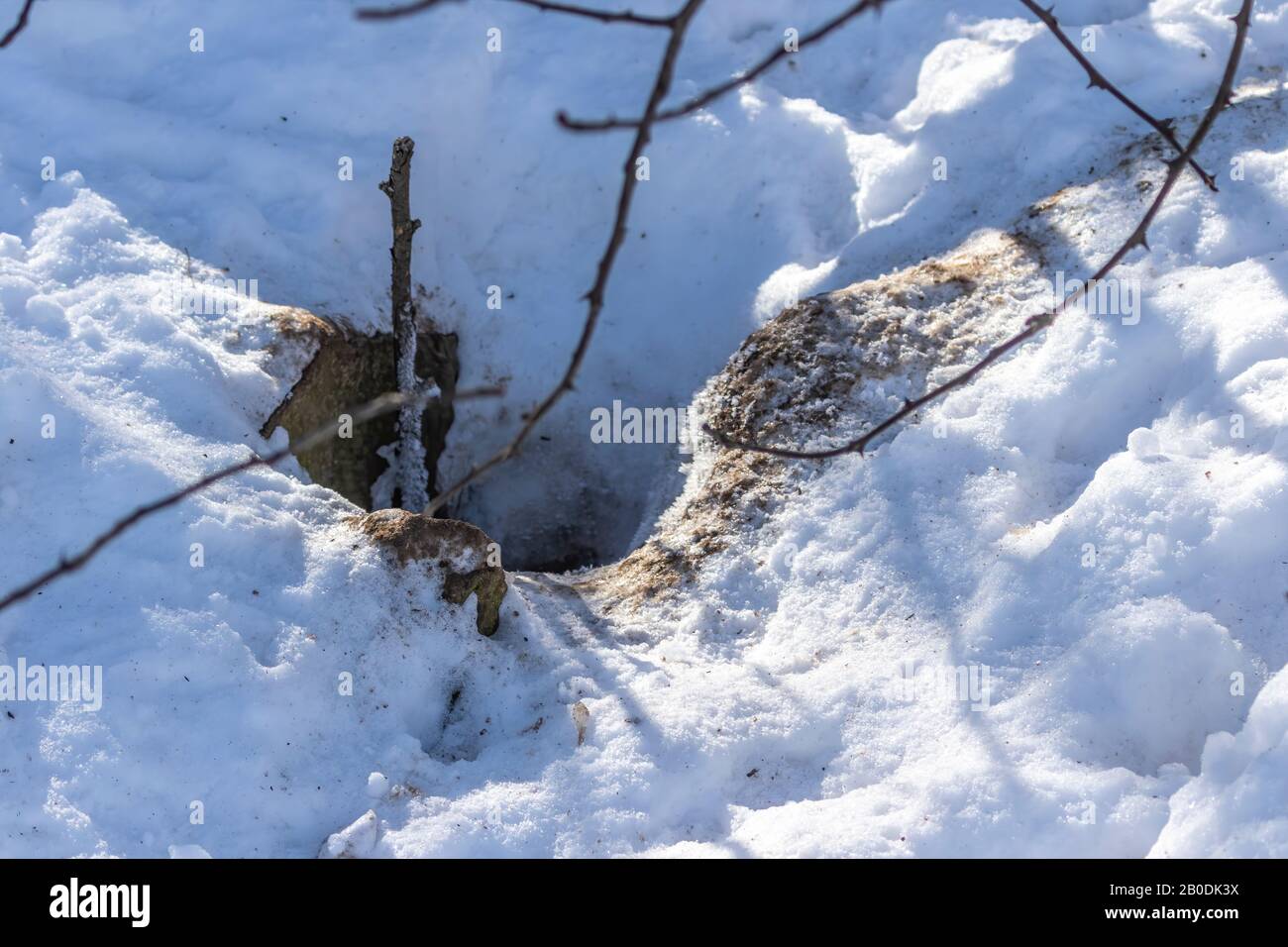 Fox mating Banque de photographies et d’images à haute résolution Alamy
