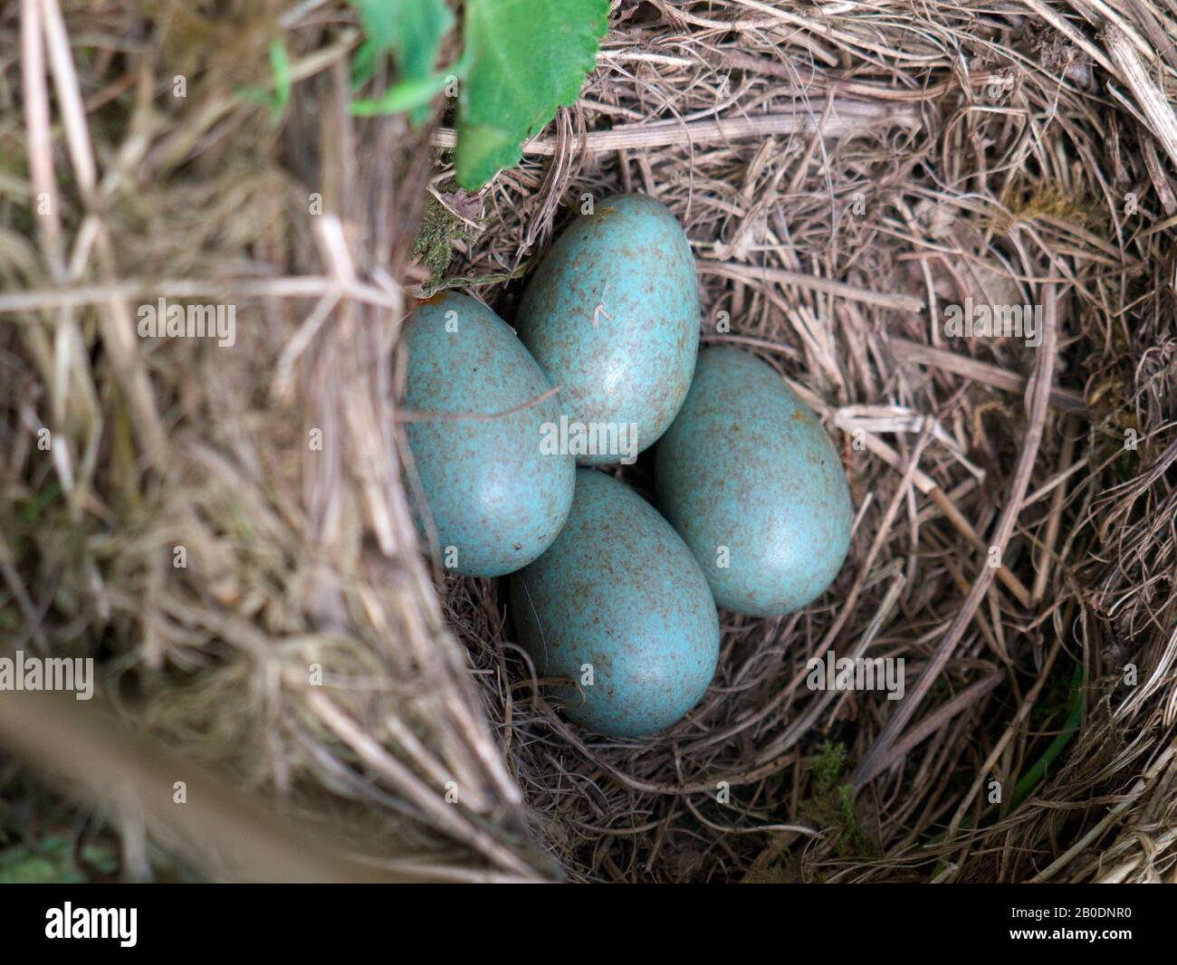 Nid d'œufs d'oiseaux noirs dans le jardin du Royaume-Uni Banque D'Images