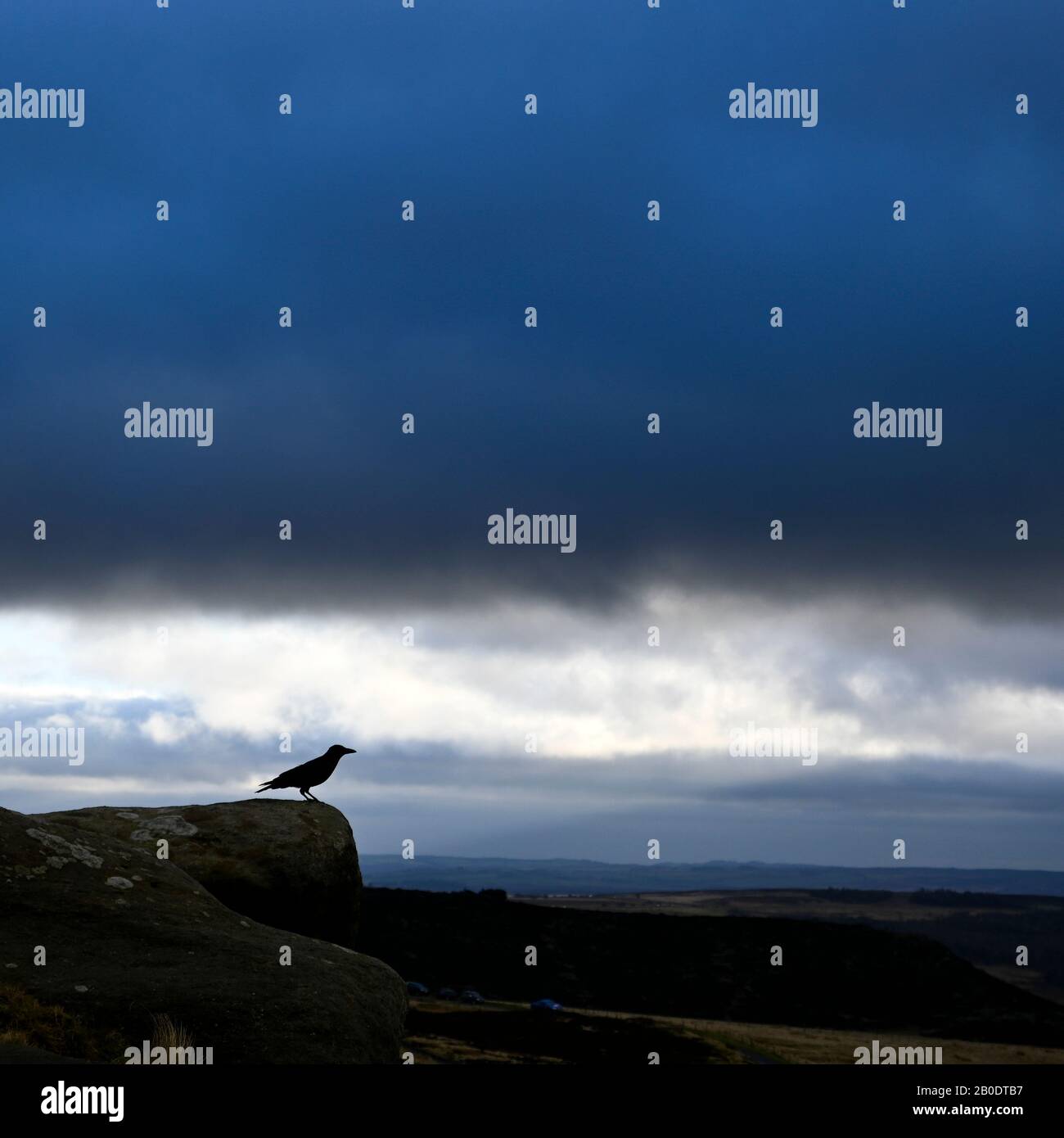 Oiseau sur un rocher avec ciel sombre Derbyshire Angleterre Banque D'Images
