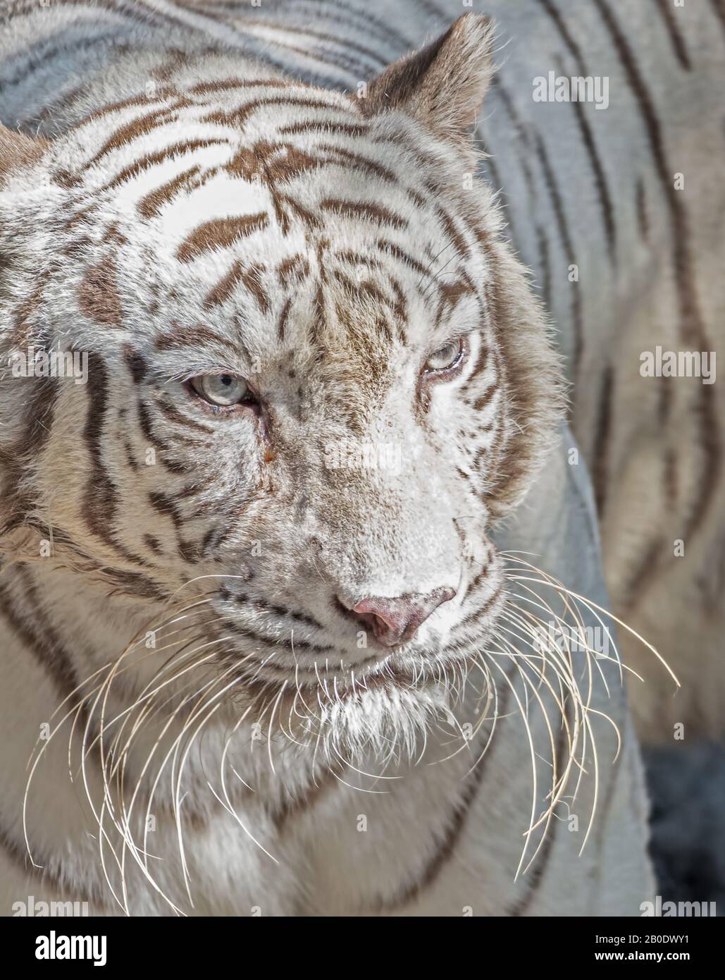 Gros Plan Tigre Du Bengale Blanc Isolé Sur Le Fond Banque D'Images