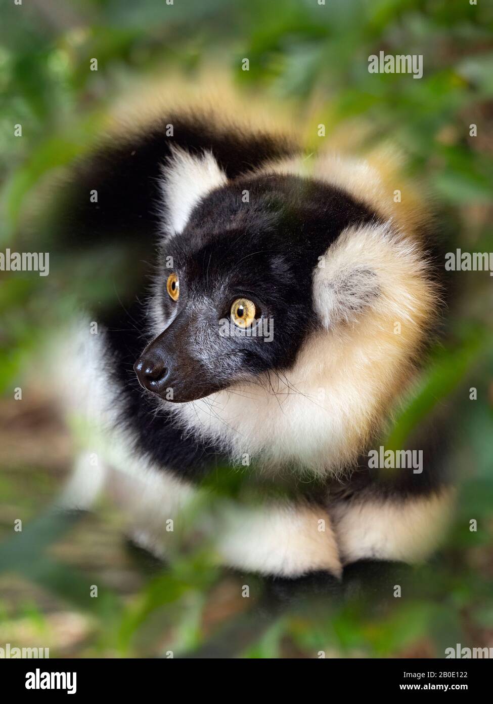 Noir et blanc de la gélinotte lemur Le Varecia variegata Banque D'Images