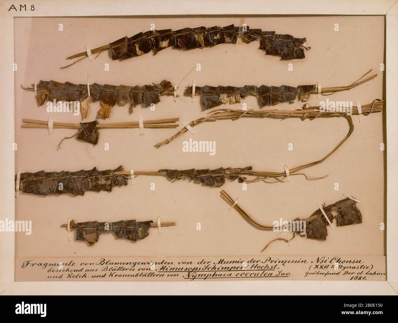 Egypte, couronne, mimusops schimperi, lotus bleu, légume, 24,3 x 33,5 cm, troisième Période intermédiaire, 22ème dynastie, Pinodjem II 945-712 C.-B., Egypte Banque D'Images