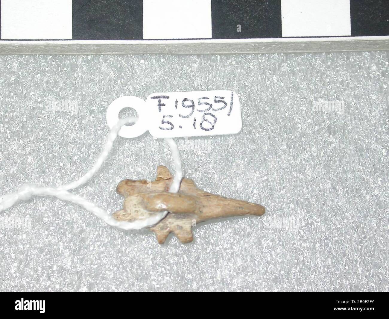 Scorpion, amulet, animal, os, 2,2 cm, ancien Royaume, première Période intermédiaire, 4ème-11ème dynastie, Egypte Banque D'Images